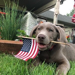 Meet your Posher, Adam